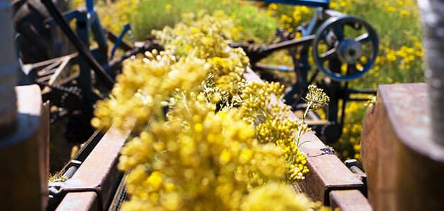 flores de immortelle