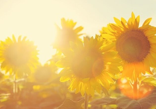 protecao spf
