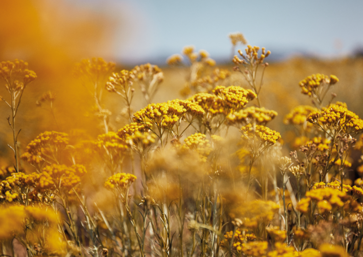 flor de Immortelle