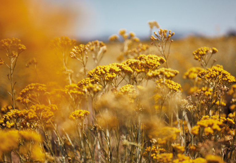 flor de Immortelle