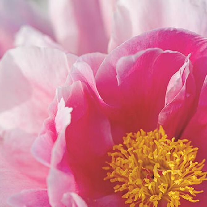 peonia