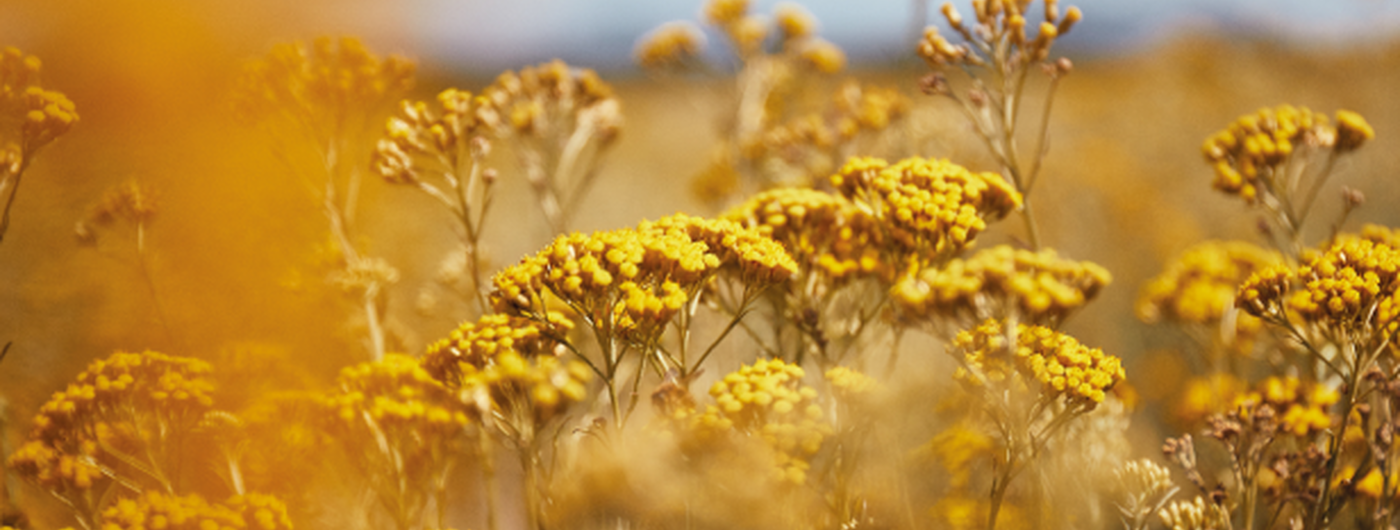 flor de Immortelle