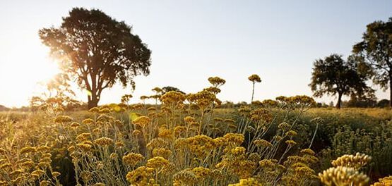 sol e natureza