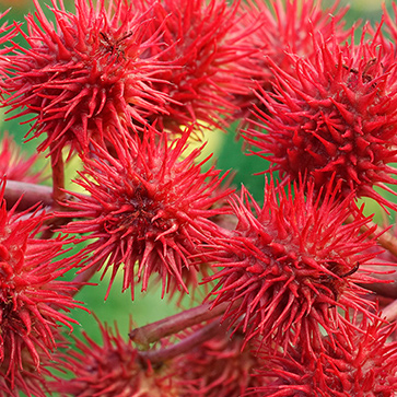 Óleo Vegetal de Rícino