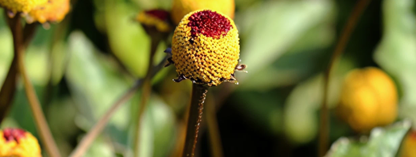 O extrato de Acmella Oleracea