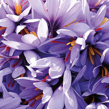 Extracto de Flor de Açafrão