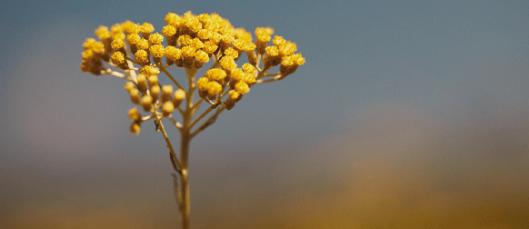 ingrediente immortelle