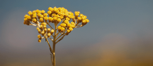 ingrediente immortelle