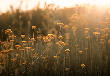 flores de Immortelle