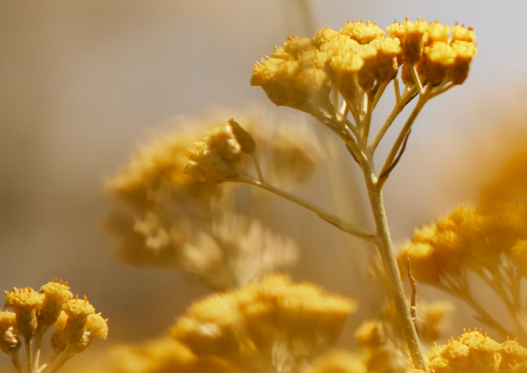 flor de immortelle