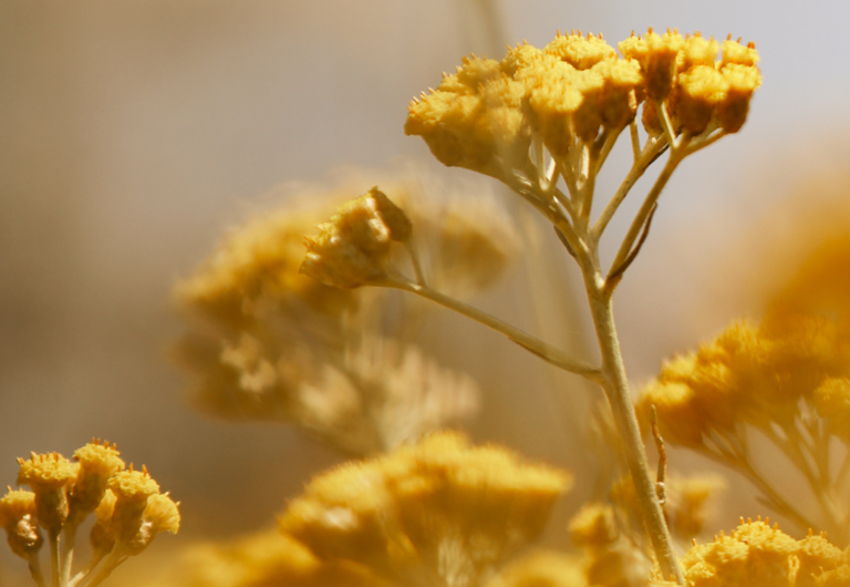 flor de immortelle