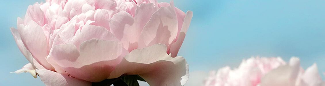 peonia