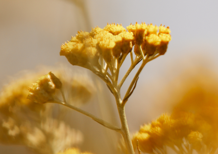 Flor de Immortelle