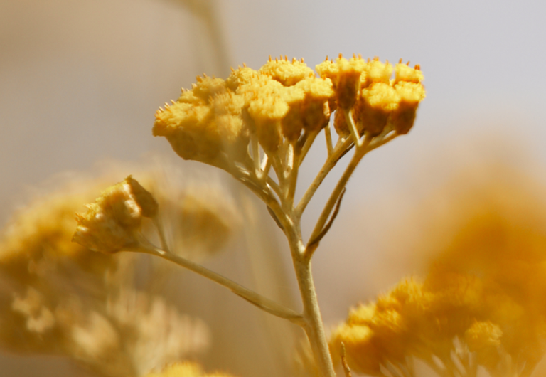 Flor de Immortelle