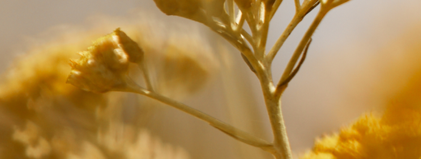 Flor de Immortelle