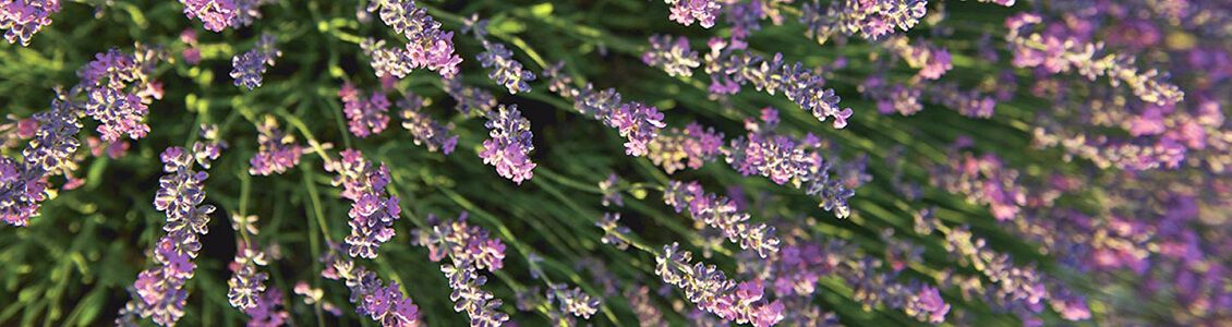 flor de lavanda