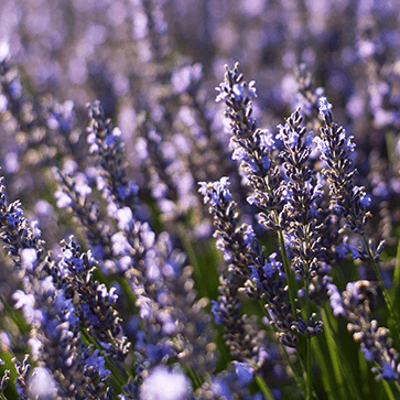 &Oacute;leo Essencial de Lavanda