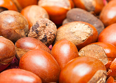 ingrediente karite