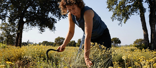 os produtores de immortelle