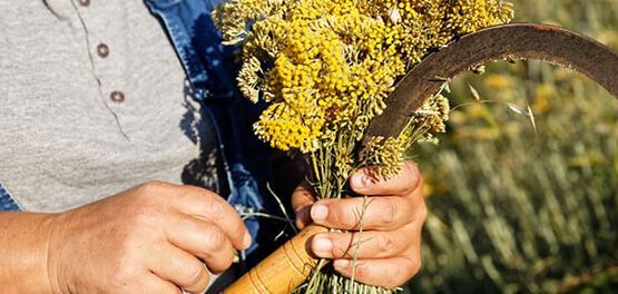 cultivar a immortelle
