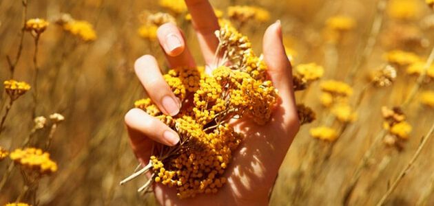immortelle