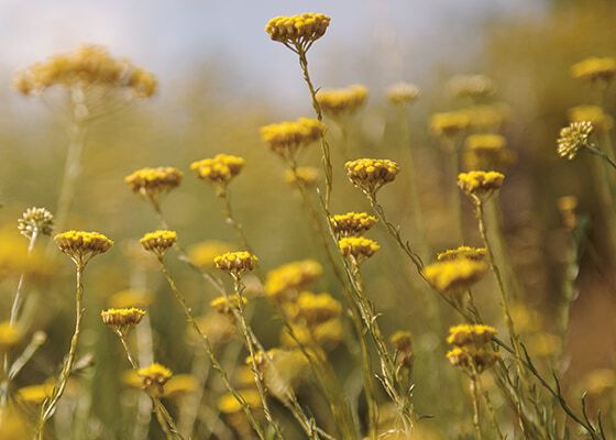 O APROVISIONAMENTO SUSTENT&Aacute;VEL DA L'OCCITANE