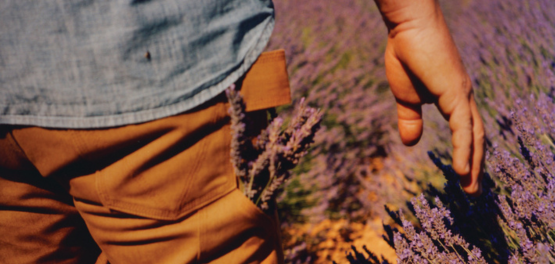lavanda fina da Proven&ccedil;a - hist&oacute;ria