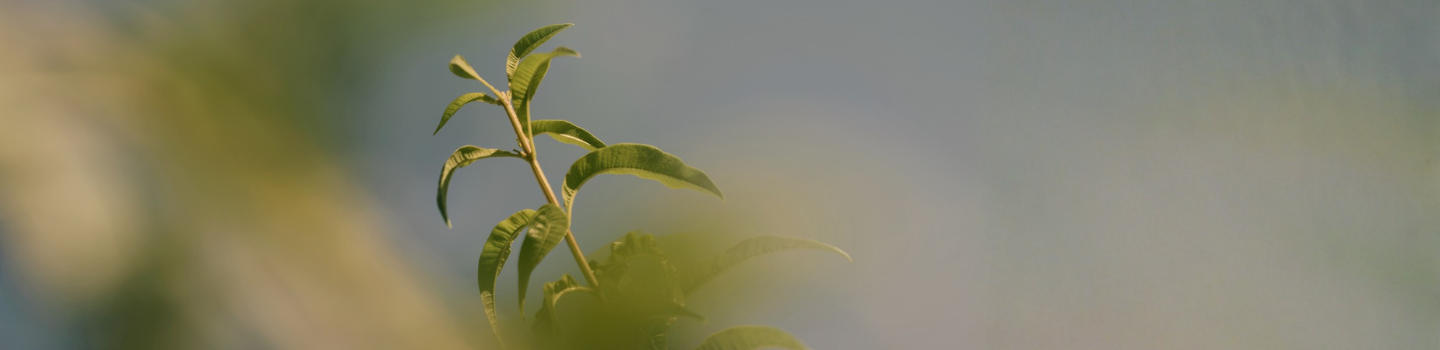 A Verbena